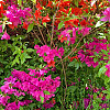 search.pstatic-1.jpg